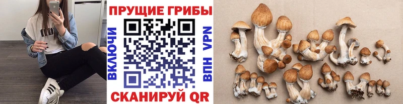 Псилоцибиновые грибы Psilocybine cubensis  Железногорск-Илимский 